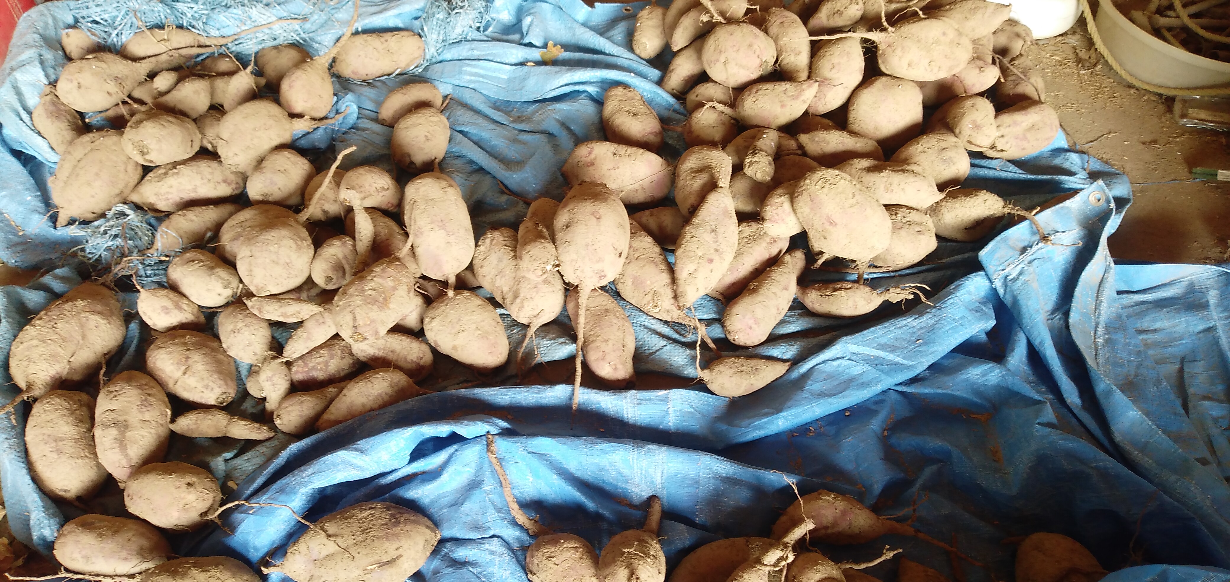 サツマイモ(3㎏）、4個から5個